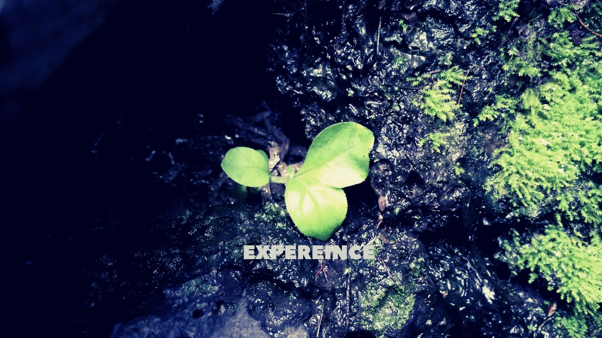 Experience is the Best teacher